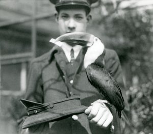 Un toucan à bec rouge tire un billet d